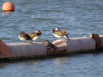 2020年2月8日(土) 相模原沈殿池の野鳥観察記録