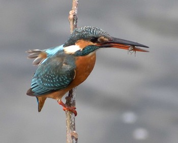 2020年1月28日(火) 芥川の野鳥観察記録