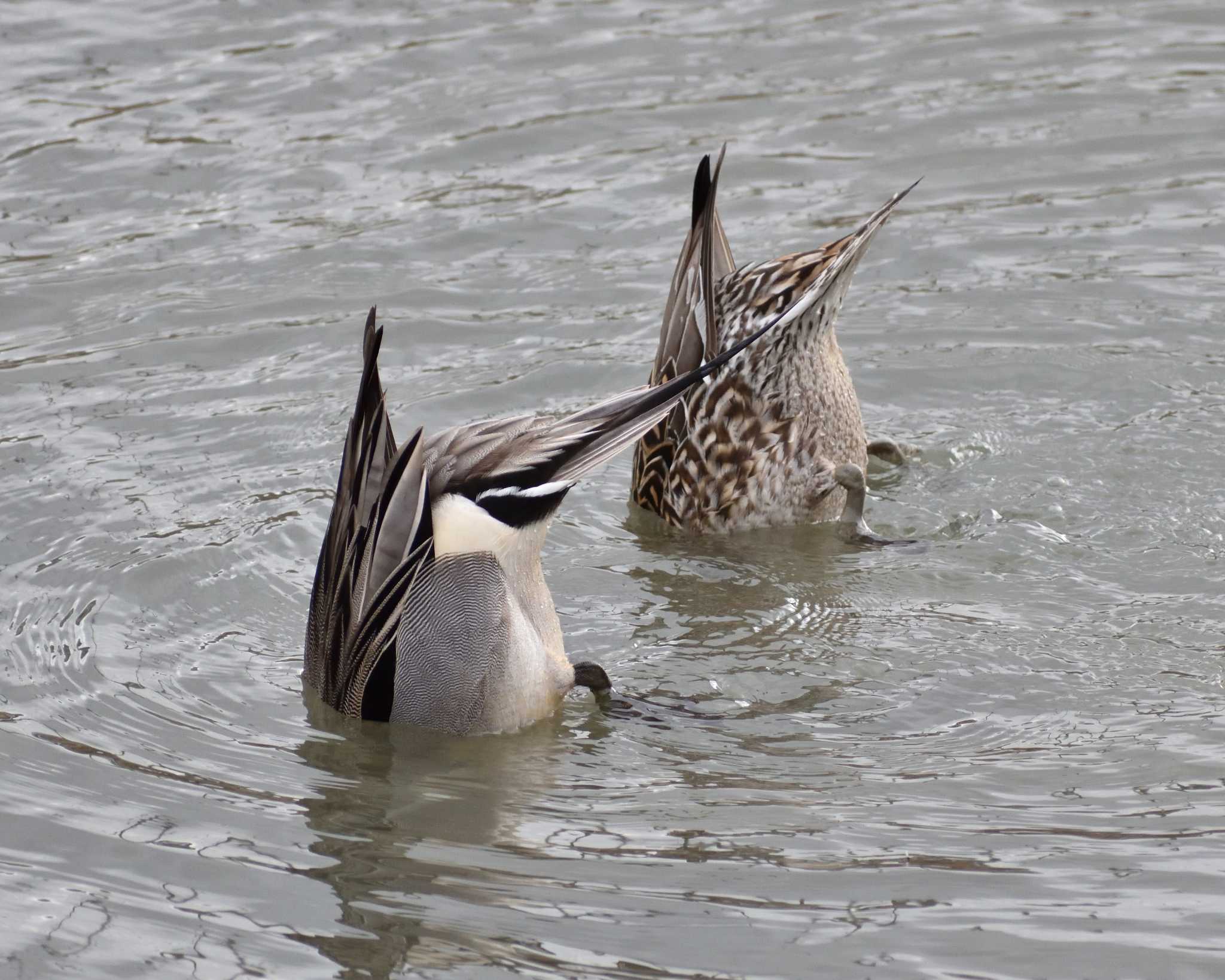 Northern Pintail