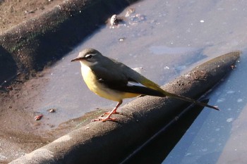 2020年2月5日(水) 三ツ池公園(横浜市鶴見区)の野鳥観察記録