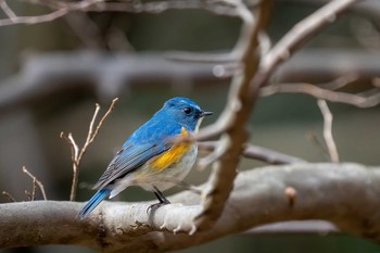 Red-flanked Bluetail 山口県下関市 Sat, 2/8/2020