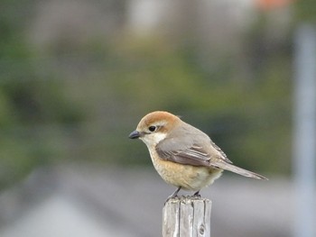 Common Woodshrike