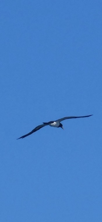 Brown Booby 鹿児島市 Sun, 12/1/2019