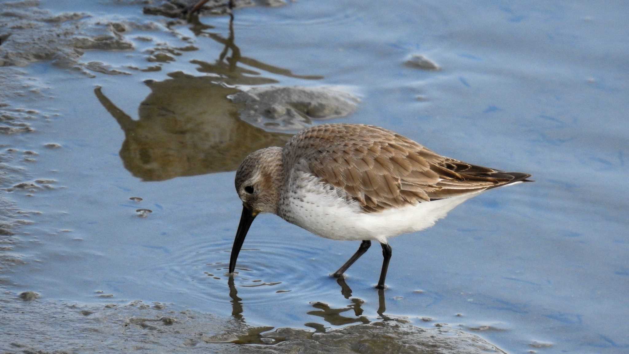 Photo of Dunlin at 福岡市 by ピノタン