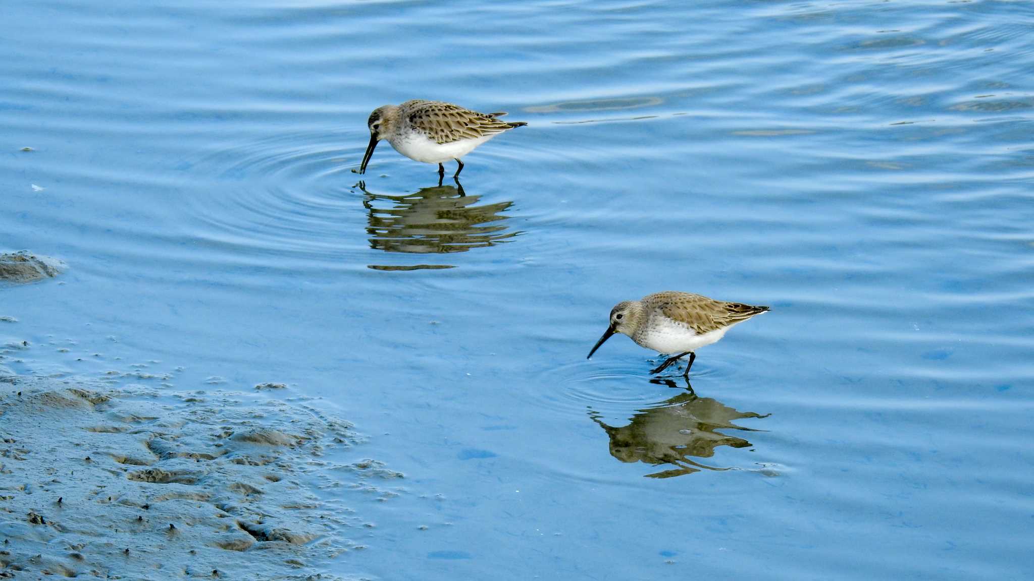 Photo of Dunlin at 福岡市 by ピノタン