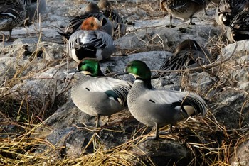 Falcated Duck 琵琶湖 Sat, 1/18/2020