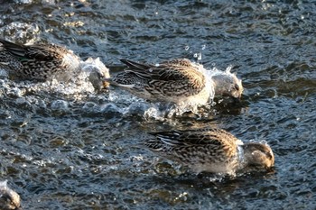 マガモ 長湯温泉 2020年1月4日(土)