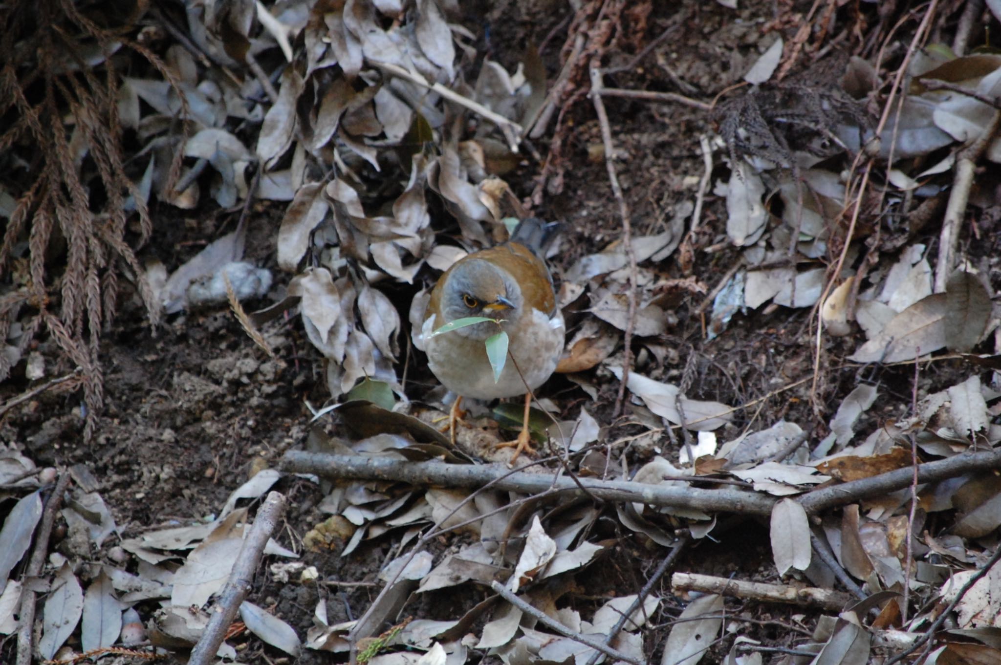 Photo of Pale Thrush at Higashitakane Forest park by ウィル