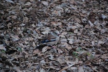 2020年2月9日(日) 東高根森林公園の野鳥観察記録