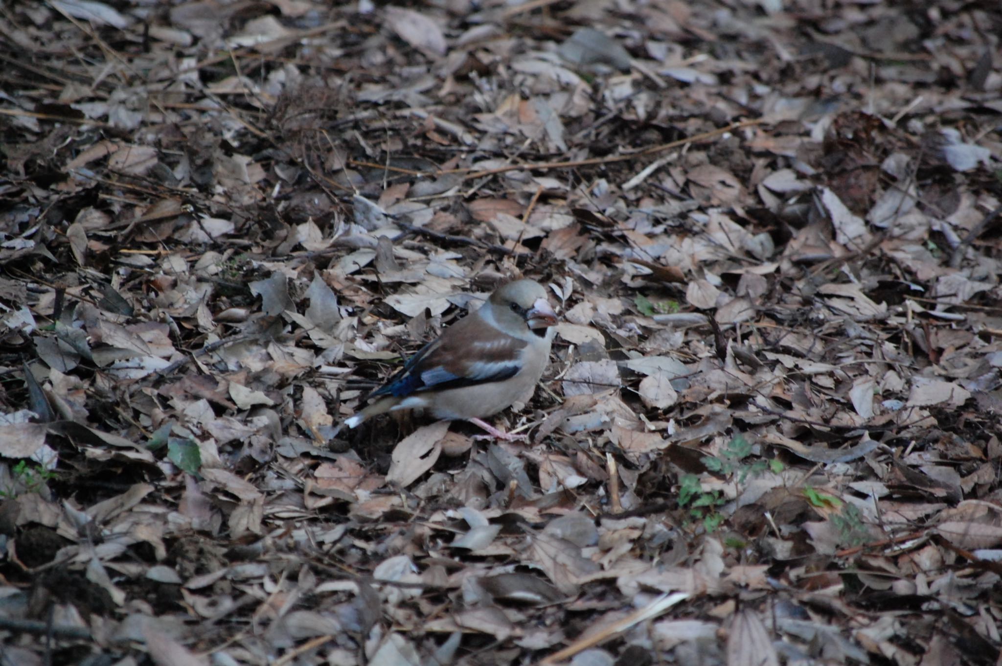 Photo of Hawfinch at Higashitakane Forest park by ウィル