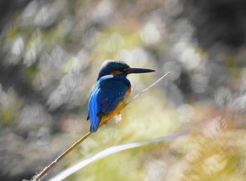 カワセミ 埼玉県川口市 撮影日未設定