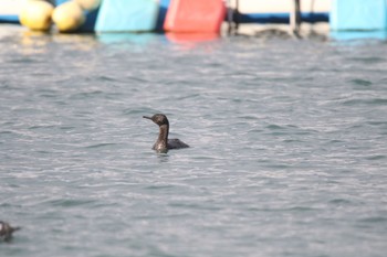 ヒメウ 岩手 2020年2月8日(土)