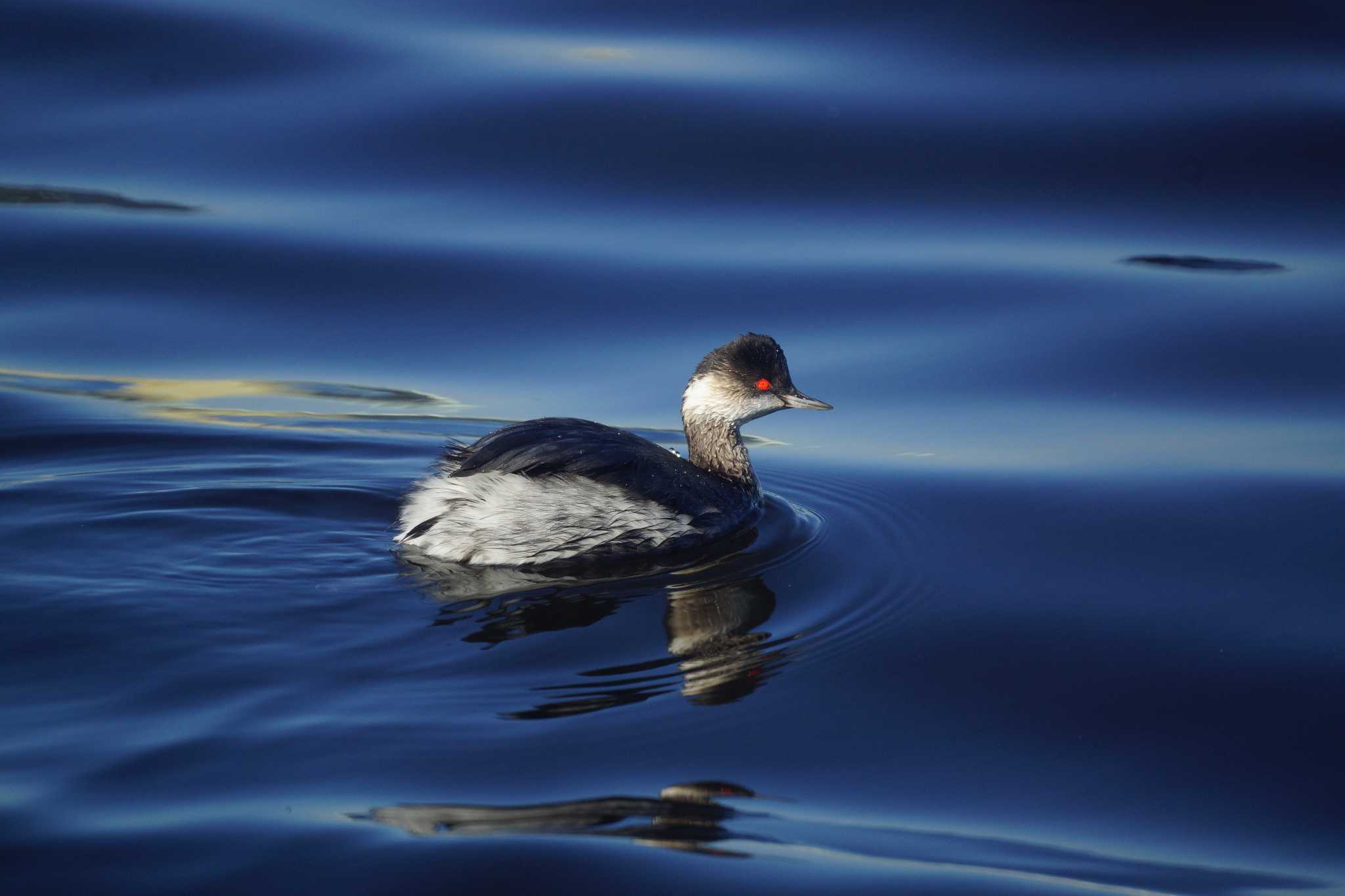 Photo of Black-necked Grebe at 千葉県 by 旭っ子 Ｍ