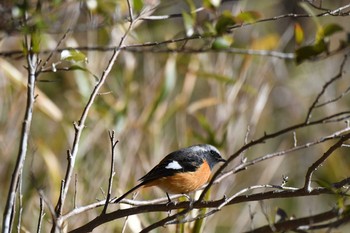 2020年2月1日(土) 三河湖園地の野鳥観察記録