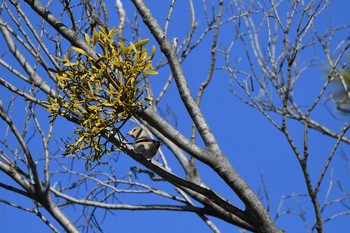 シメ 岡崎公園 2020年2月9日(日)