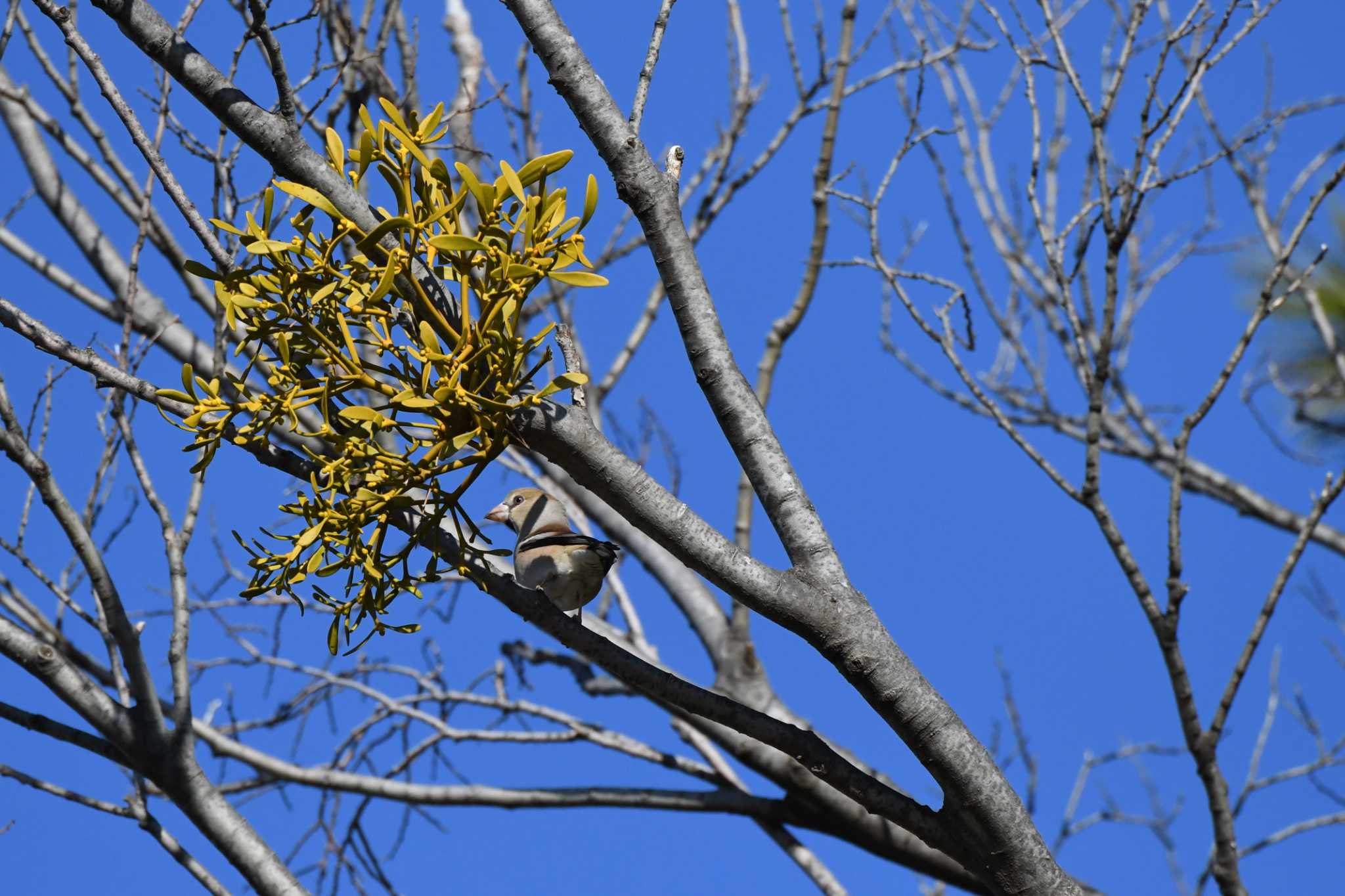 Hawfinch