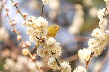 2020年2月7日(金) 熱海梅園の野鳥観察記録