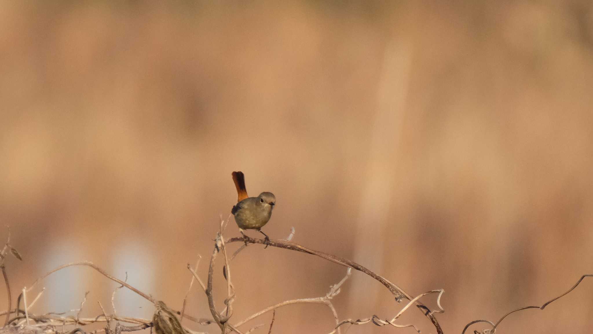 東京港野鳥公園 ジョウビタキの写真 by ko1smr