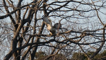 2020年1月13日(月) 東京港野鳥公園の野鳥観察記録