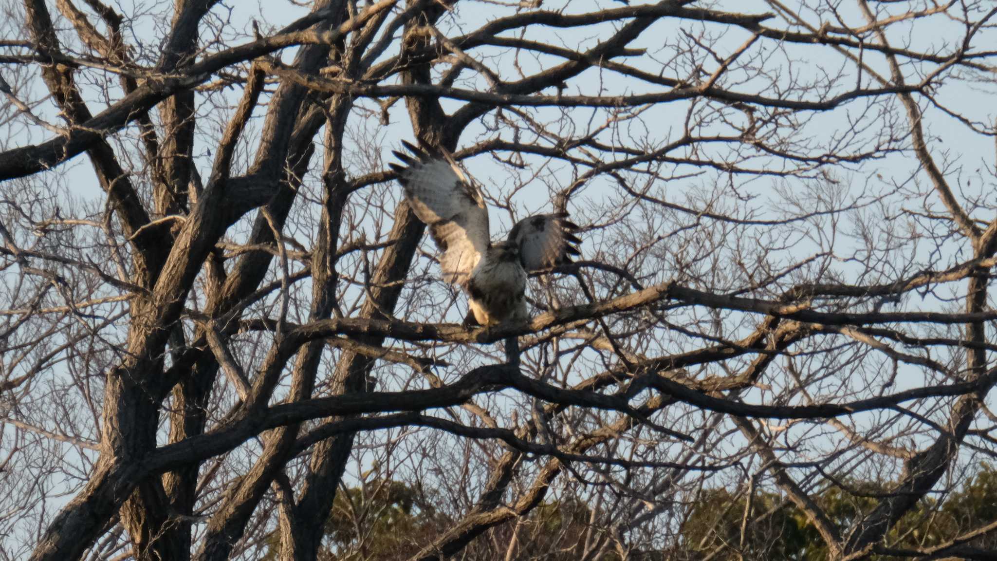 東京港野鳥公園 ノスリの写真 by ko1smr