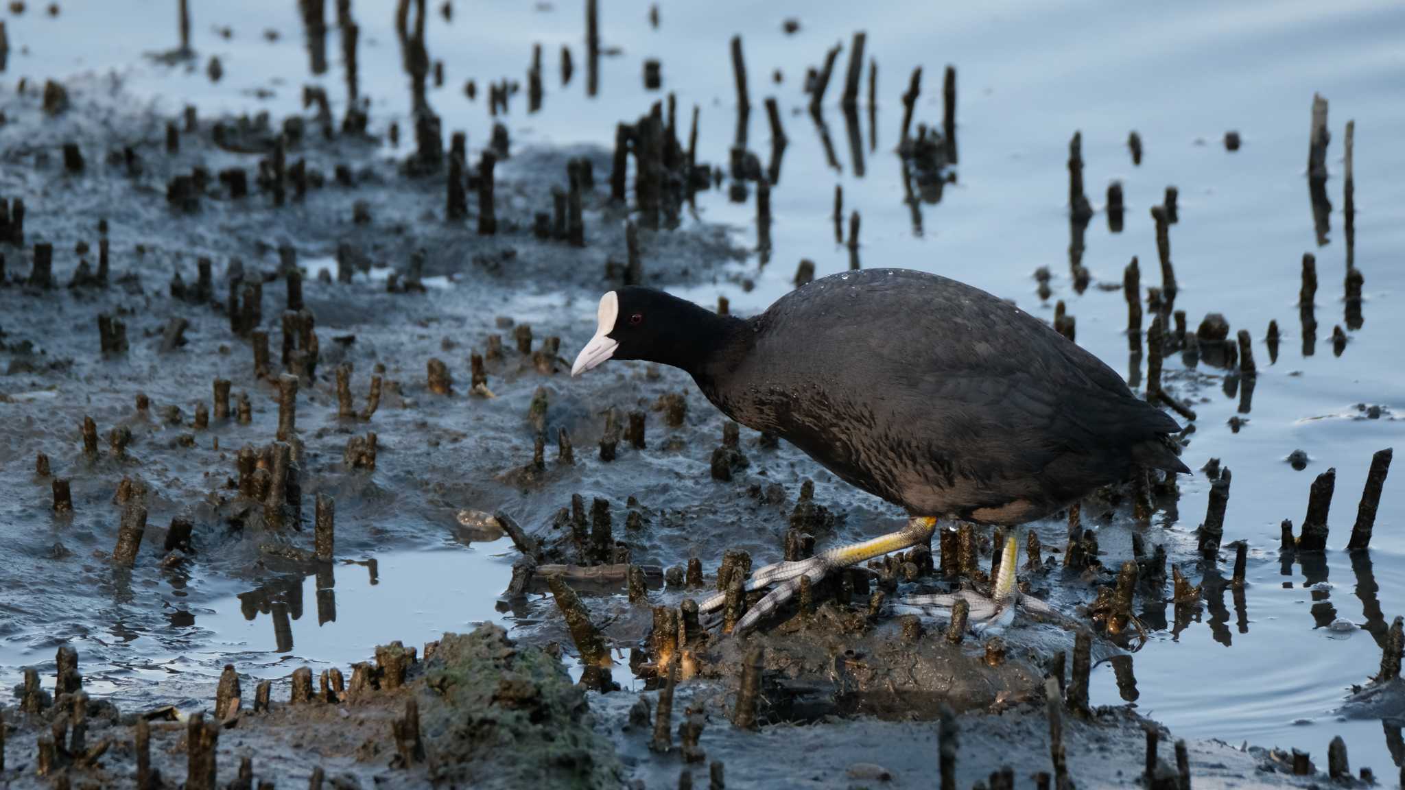 東京港野鳥公園 オオバンの写真 by ko1smr