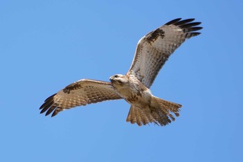 Eastern Buzzard 多摩川 Sun, 2/2/2020