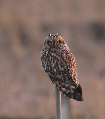 Short-eared Owl 千葉県柏市 Fri, 2/7/2020