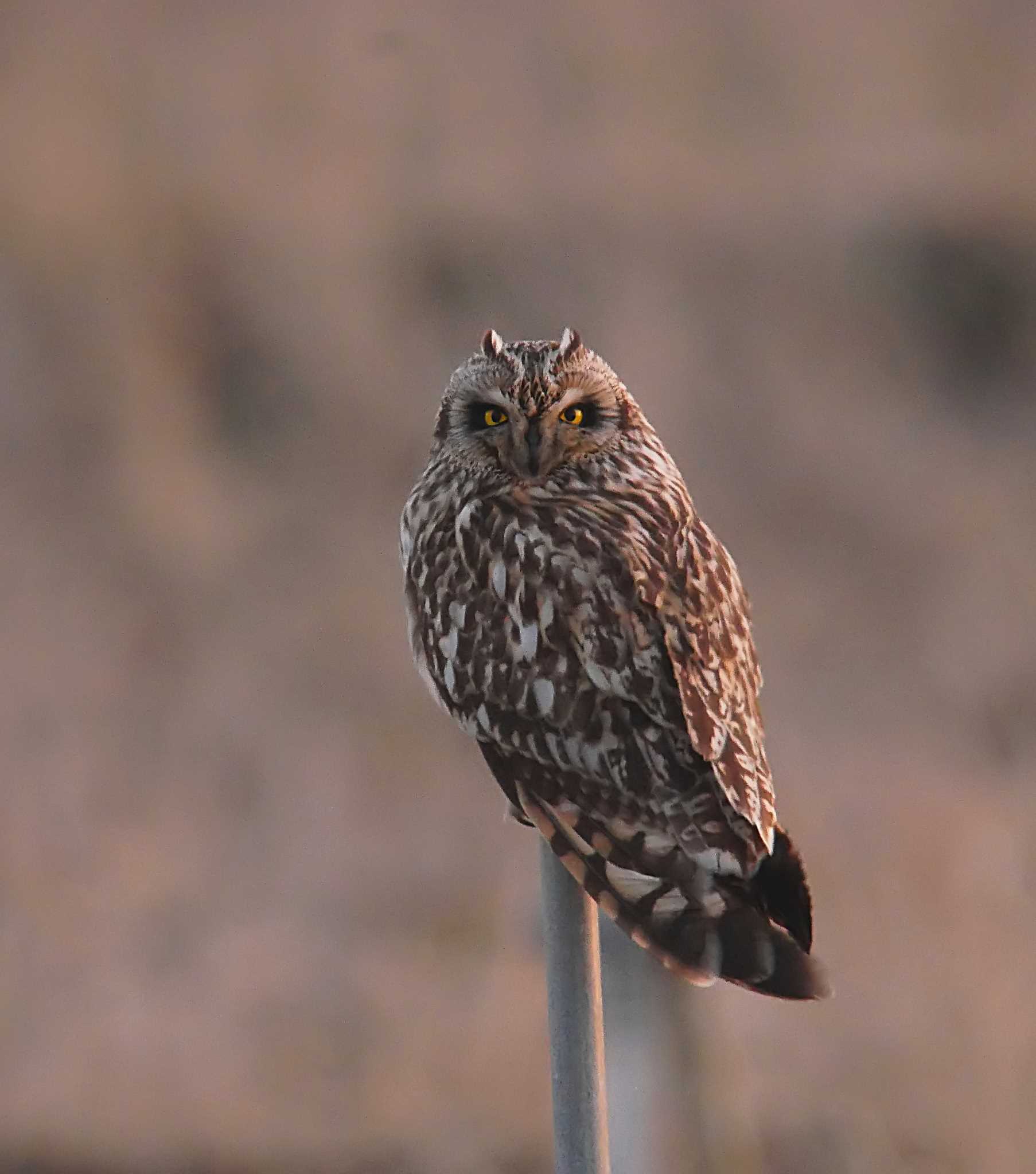 千葉県柏市 コミミズクの写真 by のりさん