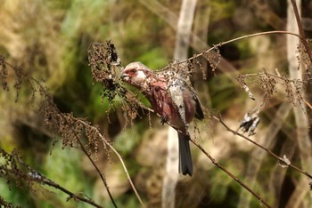 Siberian Long-tailed Rosefinch Hayatogawa Forest Road Thu, 2/6/2020