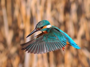 2020年2月9日(日) 境川遊水地公園の野鳥観察記録