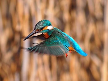 Common Kingfisher 境川遊水地公園 Sun, 2/9/2020