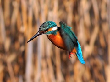 Common Kingfisher 境川遊水地公園 Sun, 2/9/2020