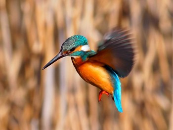 Common Kingfisher 境川遊水地公園 Sun, 2/9/2020