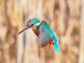 Common Kingfisher 境川遊水地公園 Sun, 2/9/2020