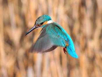 Common Kingfisher 境川遊水地公園 Sun, 2/9/2020