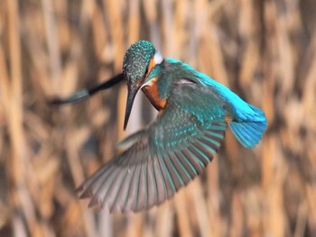 Common Kingfisher 境川遊水地公園 Sun, 2/9/2020