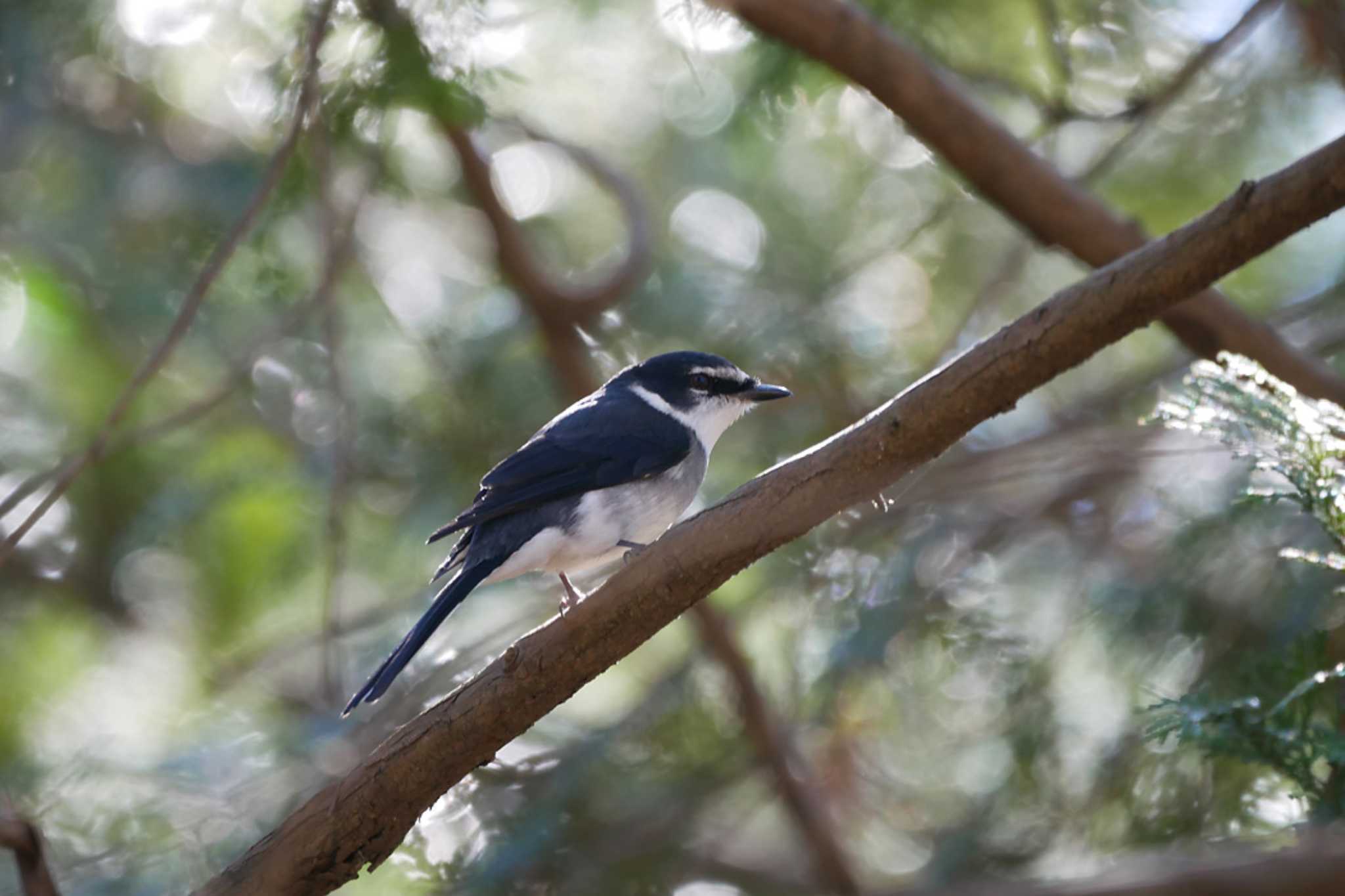 Photo of Ryukyu Minivet at Showa Kinen Park by ぴくるす