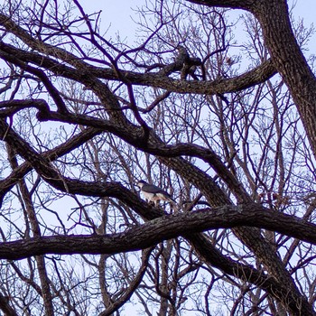 Eurasian Goshawk ひたちなか市高野 Sun, 2/9/2020