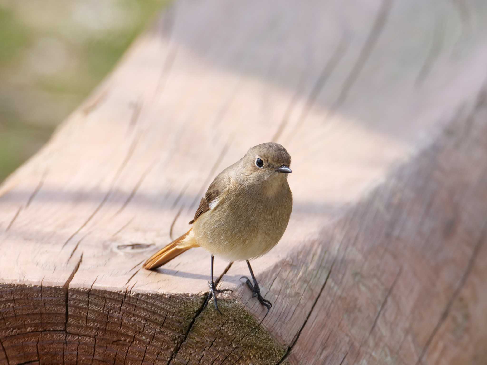 Daurian Redstart