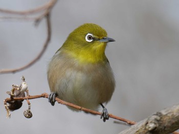 Sun, 2/9/2020 Birding report at 兵庫県稲美町