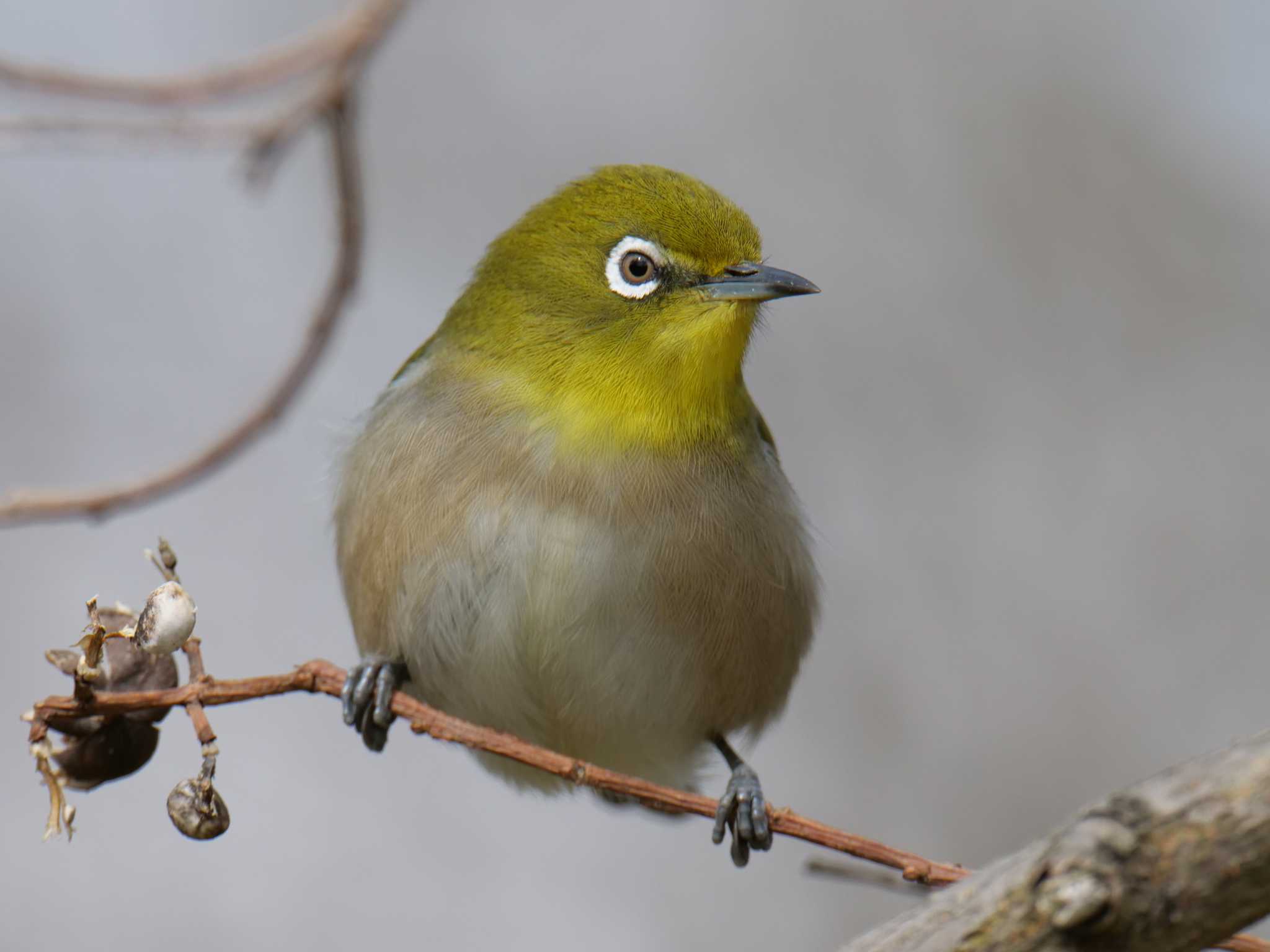 Warbling White-eye