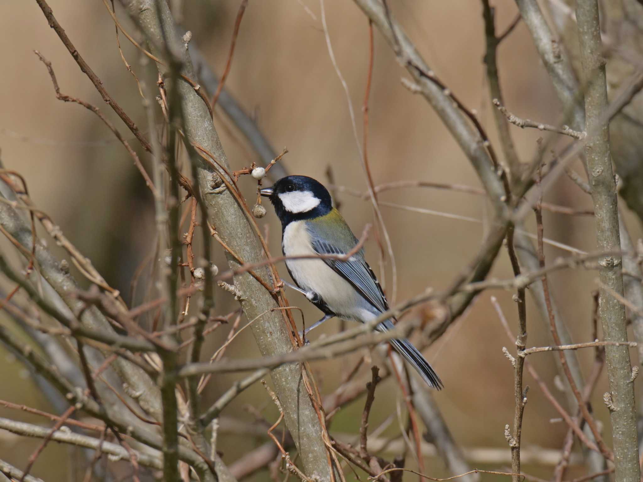 Japanese Tit