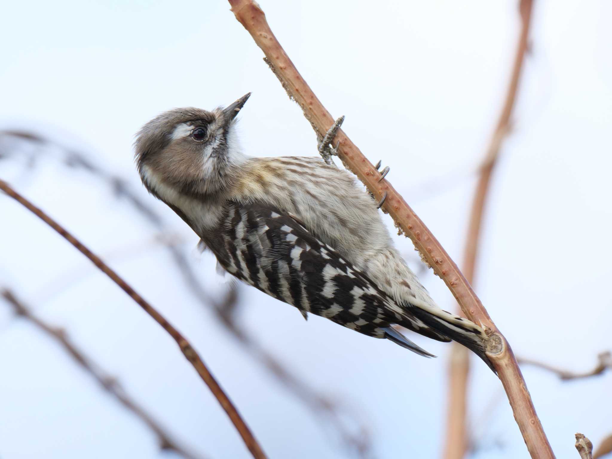 Japanese Pygmy Woodpecker