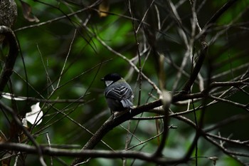 Japanese Tit(okinawae) 国頭村比地 Sun, 2/9/2020