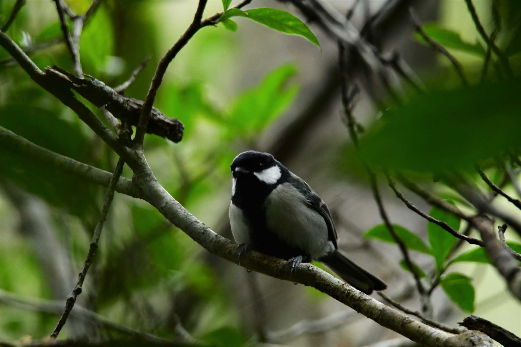 Photo of Japanese Tit(okinawae) at 国頭村比地 by ashiro0817