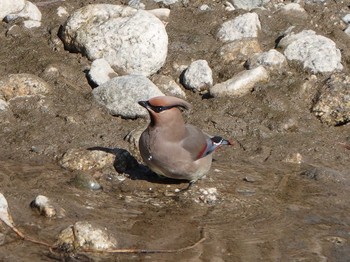 Japanese Waxwing 三重県 Sun, 2/9/2020