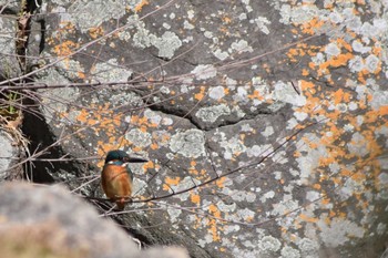 Common Kingfisher Akashi Park Sun, 2/9/2020