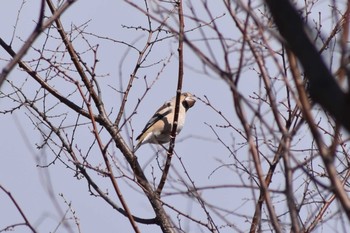 Hawfinch Akashi Park Sun, 2/9/2020
