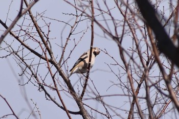 シメ 明石公園 2020年2月9日(日)