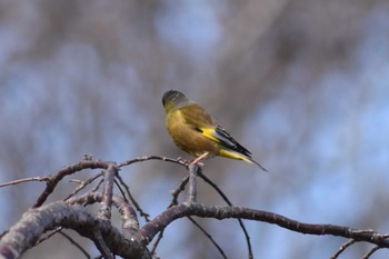 Grey-capped Greenfinch Akashi Park Sun, 2/9/2020